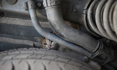 Mersin'de, otomobilin kaputunda mahsur kalan iki kedi yavrusu itfaiye ekiplerince kurtarıldı.