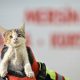 Mersin'de, otomobilin kaputunda mahsur kalan iki kedi yavrusu itfaiye ekiplerince kurtarıldı.