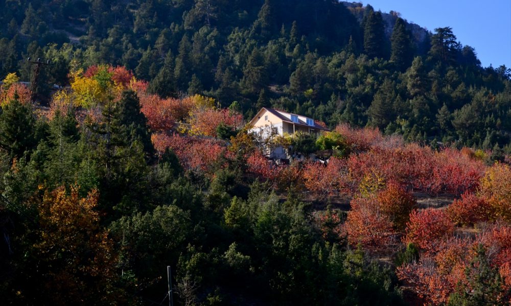 Mersin'in Mezitli ilçesinin yüksek kesimlerindeki Fındıkpınarı ve Tepeköy yaylaları hazan renklerine büründü. Sonbaharla birlikte sarı, turuncu ve kızıla çalan ağaçlar güzel görüntü oluşturdu.