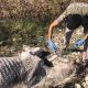 Mersin’de, bir ay önce Müftü Deresi kenarında ölmek üzereyken bulunan 3 at, Büyükşehir Belediyesi Tarsus Doğa Parkında bakıma alınarak sağlıklarına kavuşturuldu.